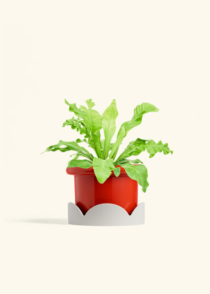 Bird's Nest Fern in a 6 inches Fat Lip Red Planter in a Oat Petal Drip Tray