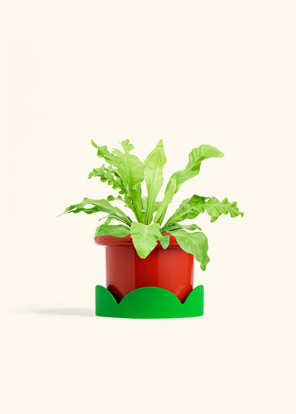 Bird's Nest Fern in a 6 inches Fat Lip Red Planter in a Shamrock Petal Drip Tray