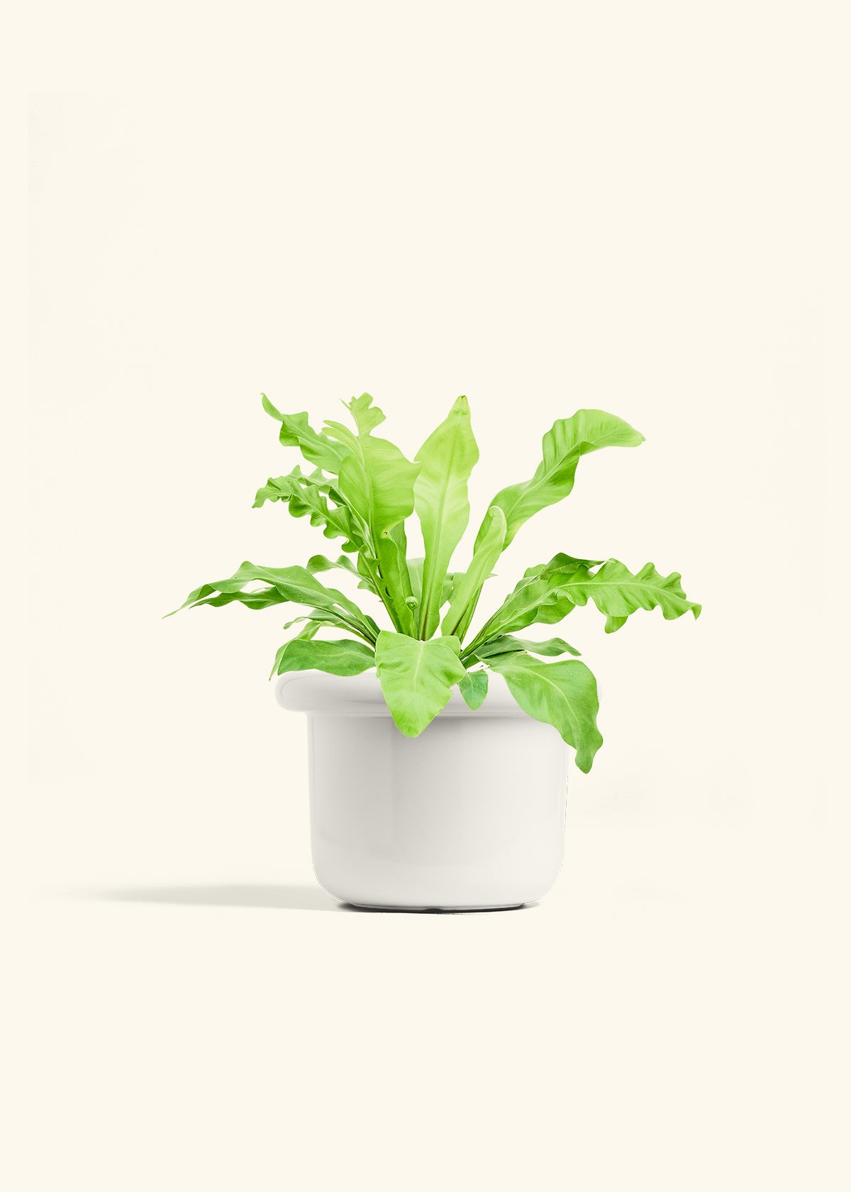 Bird's Nest Fern in a 6 inches Fat Lip White Planter in a Beech Wood Stand