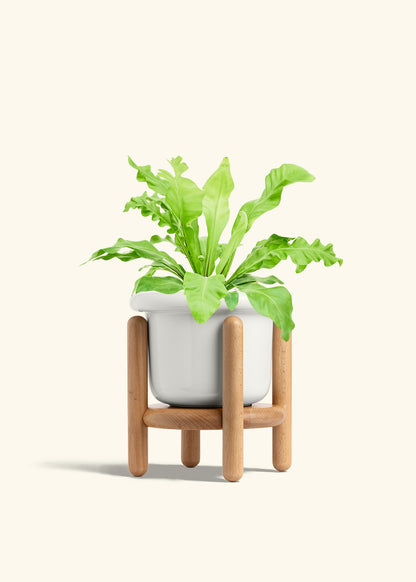 Bird's Nest Fern in a 6 inches Fat Lip White Planter 