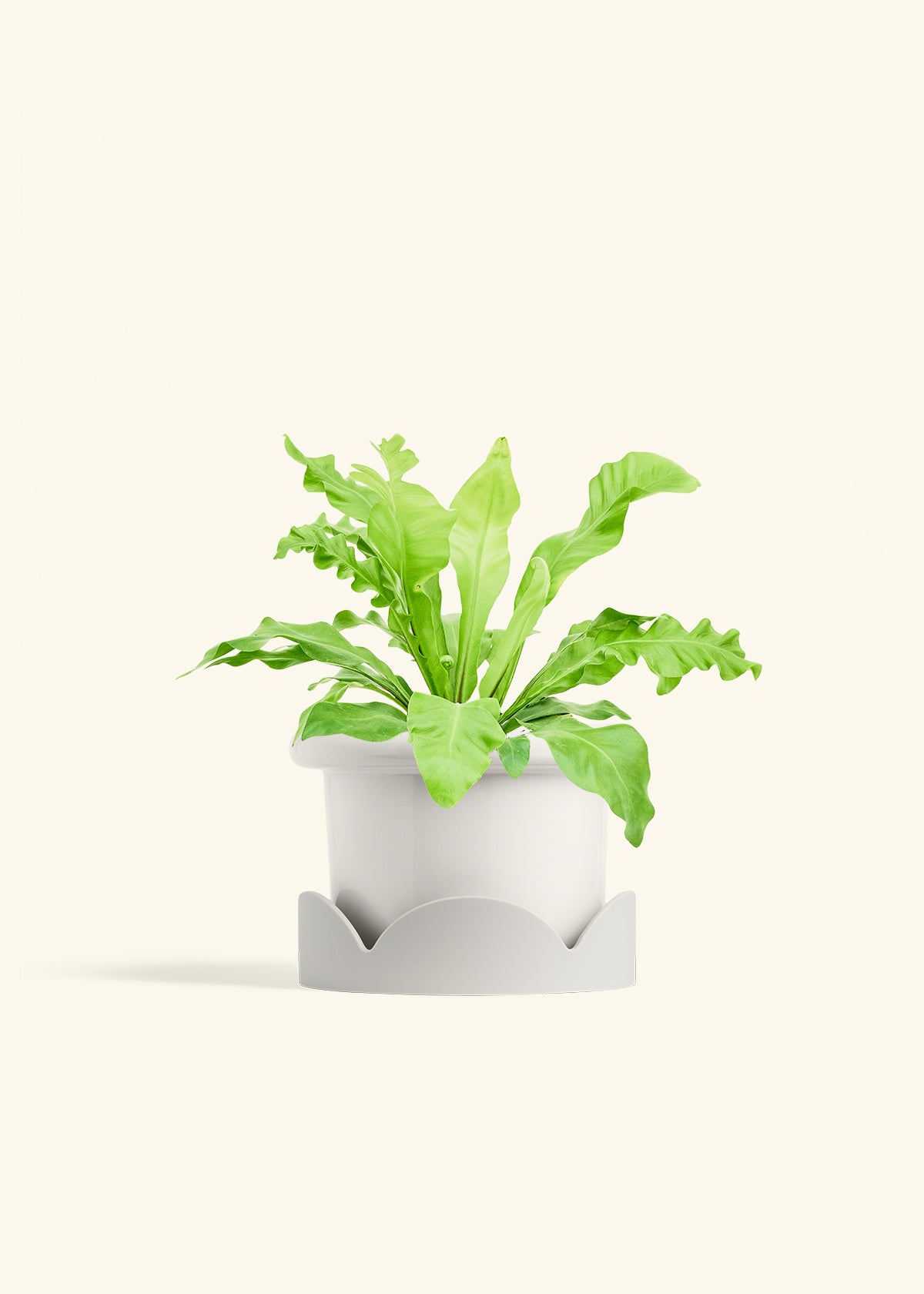 Bird's Nest Fern in a 6 inches Fat Lip White Planter in a Shamrock Petal Drip Tray