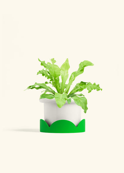Bird's Nest Fern in a 6 inches Fat Lip White Planter in a Oat Petal Drip Tray