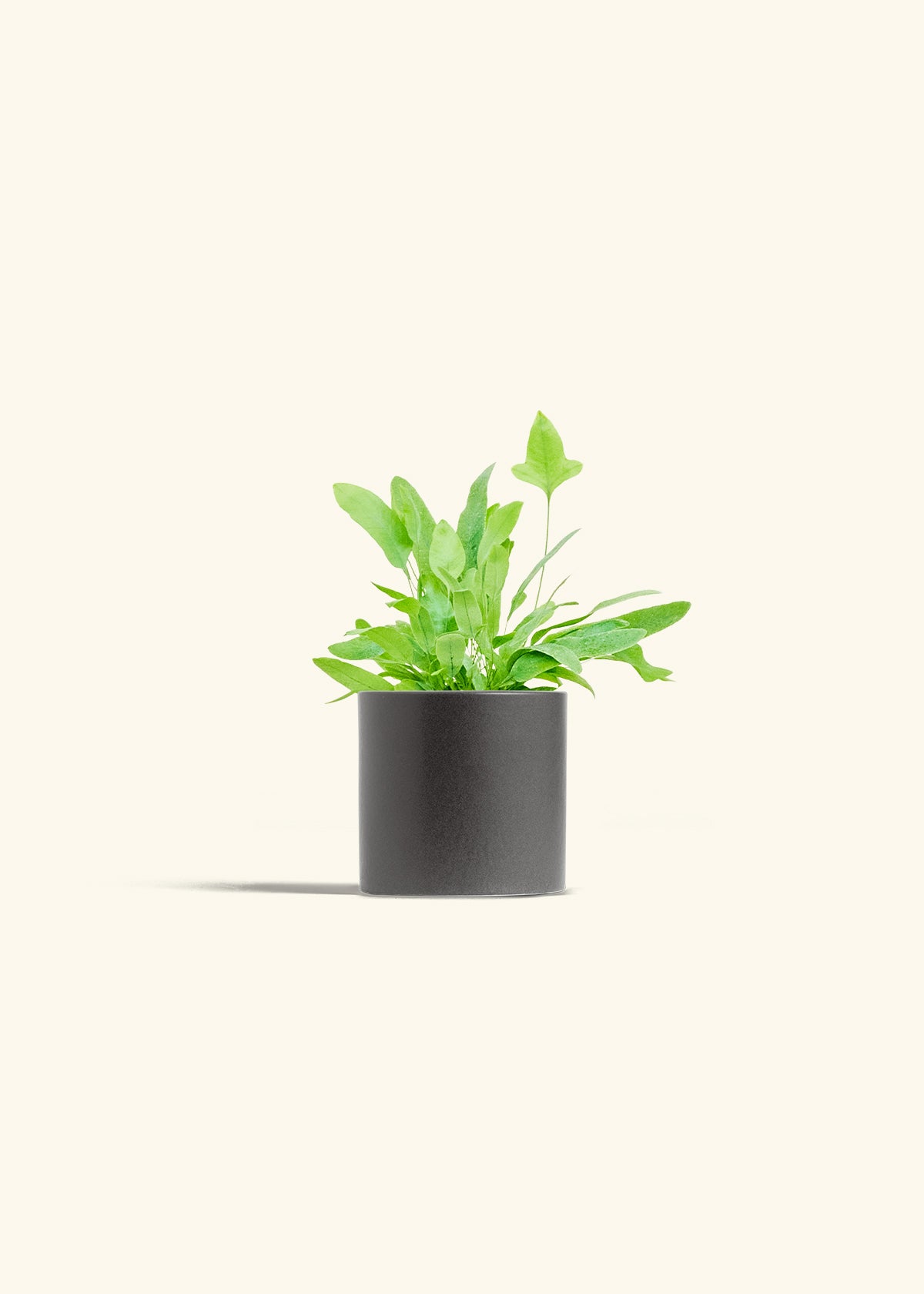 Blue Star Fern in a 4 inches Charcoal Classic Cylinder Planter 