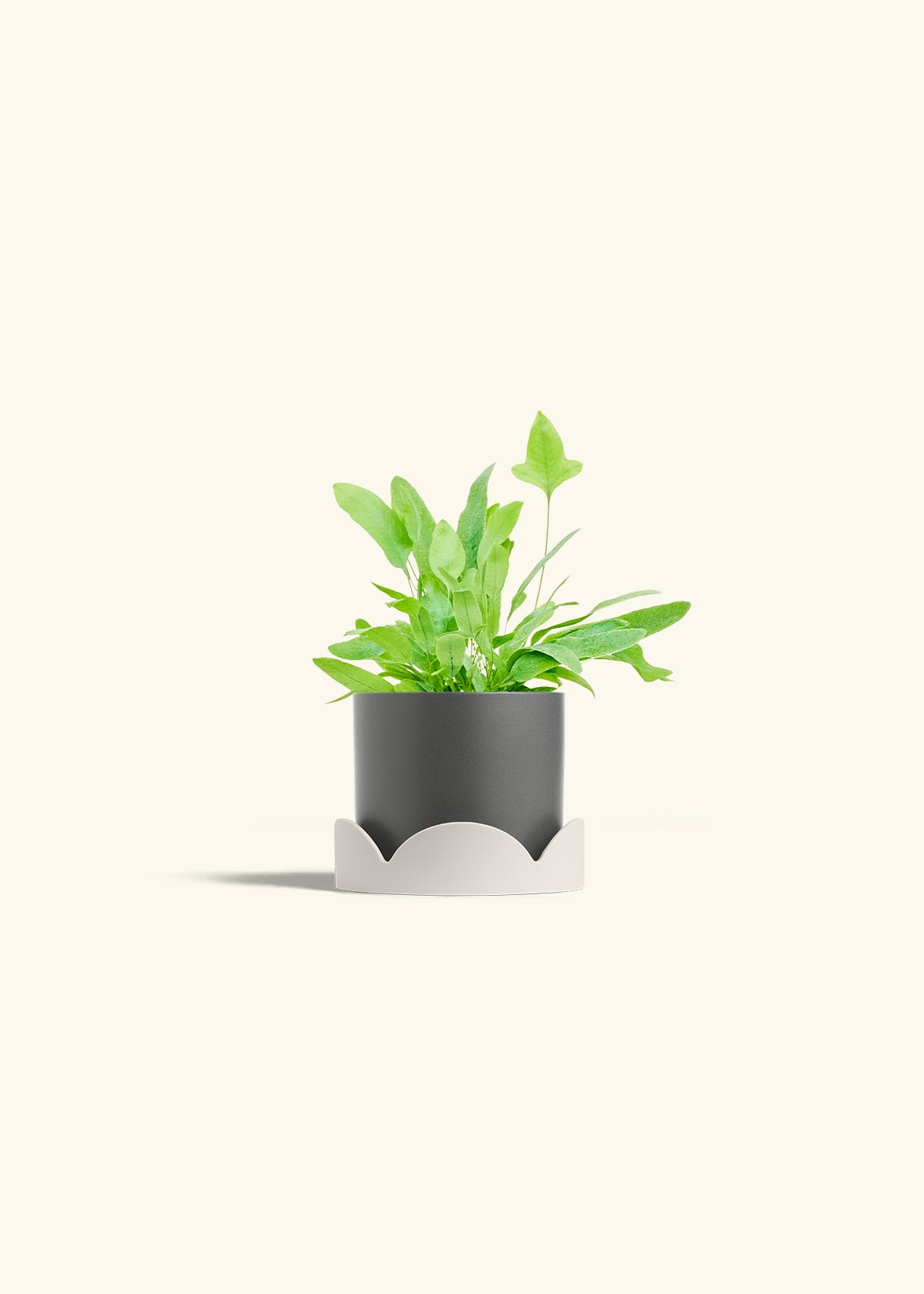 Blue Star Fern in a 4 inches Charcoal Classic Cylinder Planter in a Oat Petal Drip Tray