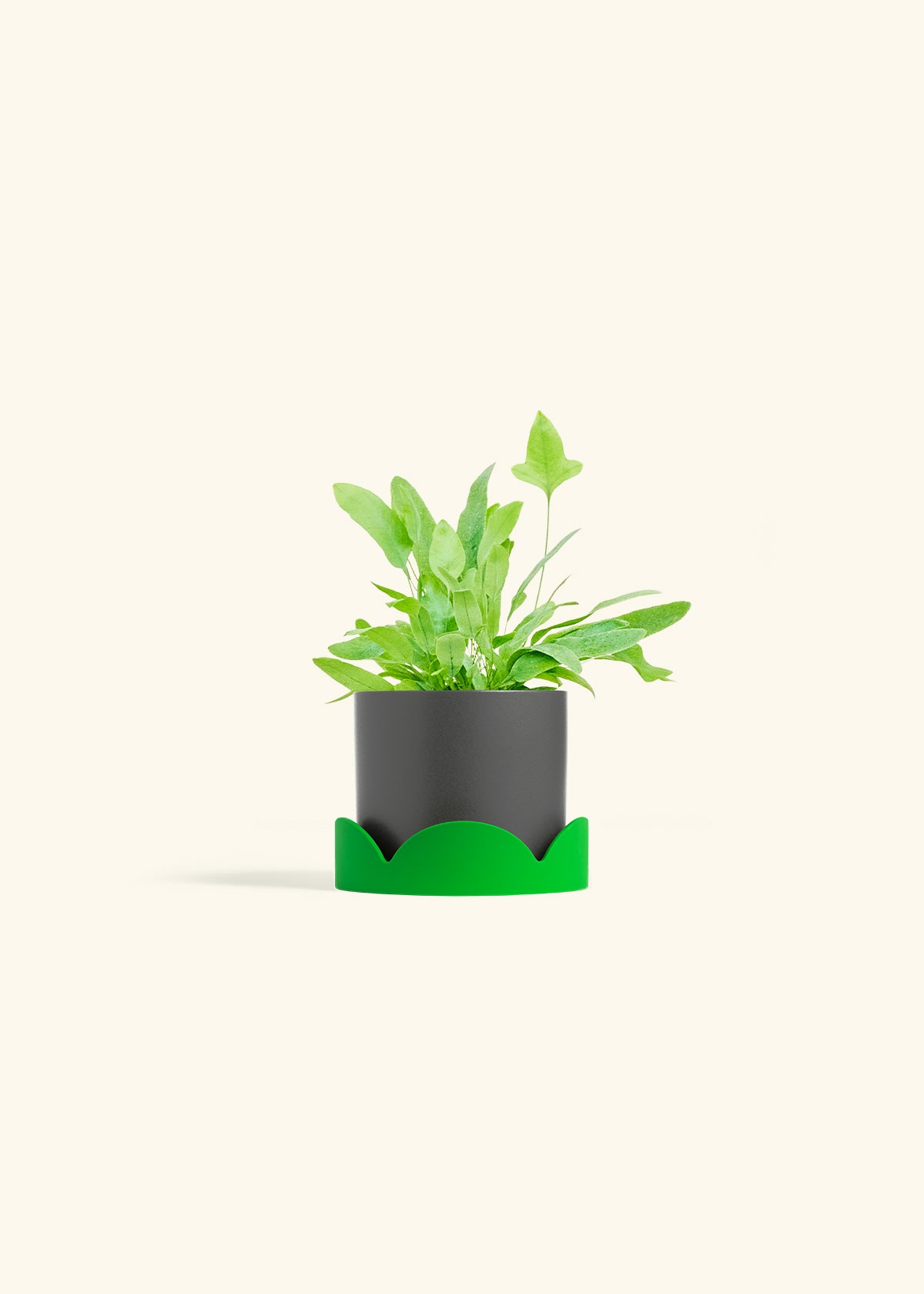 Blue Star Fern in a 4 inches Charcoal Classic Cylinder Planter in a Shamrock Petal Drip Tray
