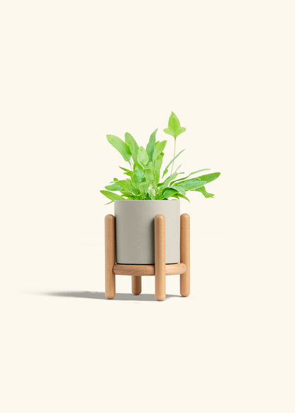 Blue Star Fern in a 4 inches Oat Classic Cylinder Planter in a Beech Wood Stand