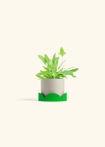 Blue Star Fern in a 4 inches Oat Classic Cylinder Planter in a Shamrock Petal Drip Tray