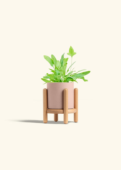 Blue Star Fern in a 4 inches Pink Classic Cylinder Planter in a Beech Wood Stand
