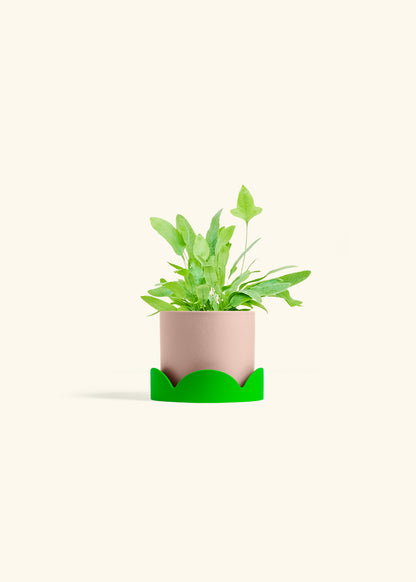 Blue Star Fern in a 4 inches Pink Classic Cylinder Planter in a Shamrock Petal Drip Tray
