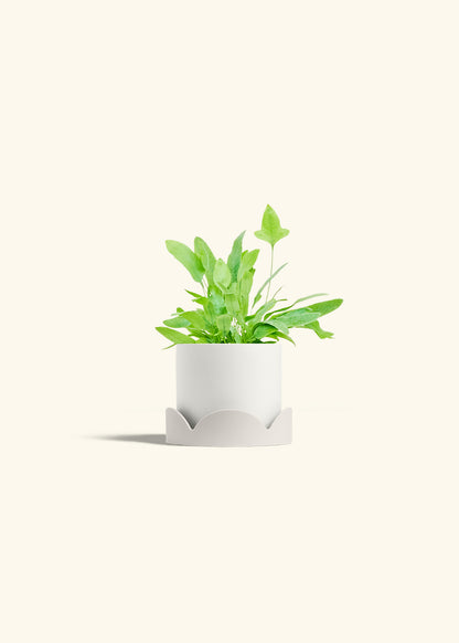 Blue Star Fern in a 4 inches White Classic Cylinder Planter in a Oat Petal Drip Tray