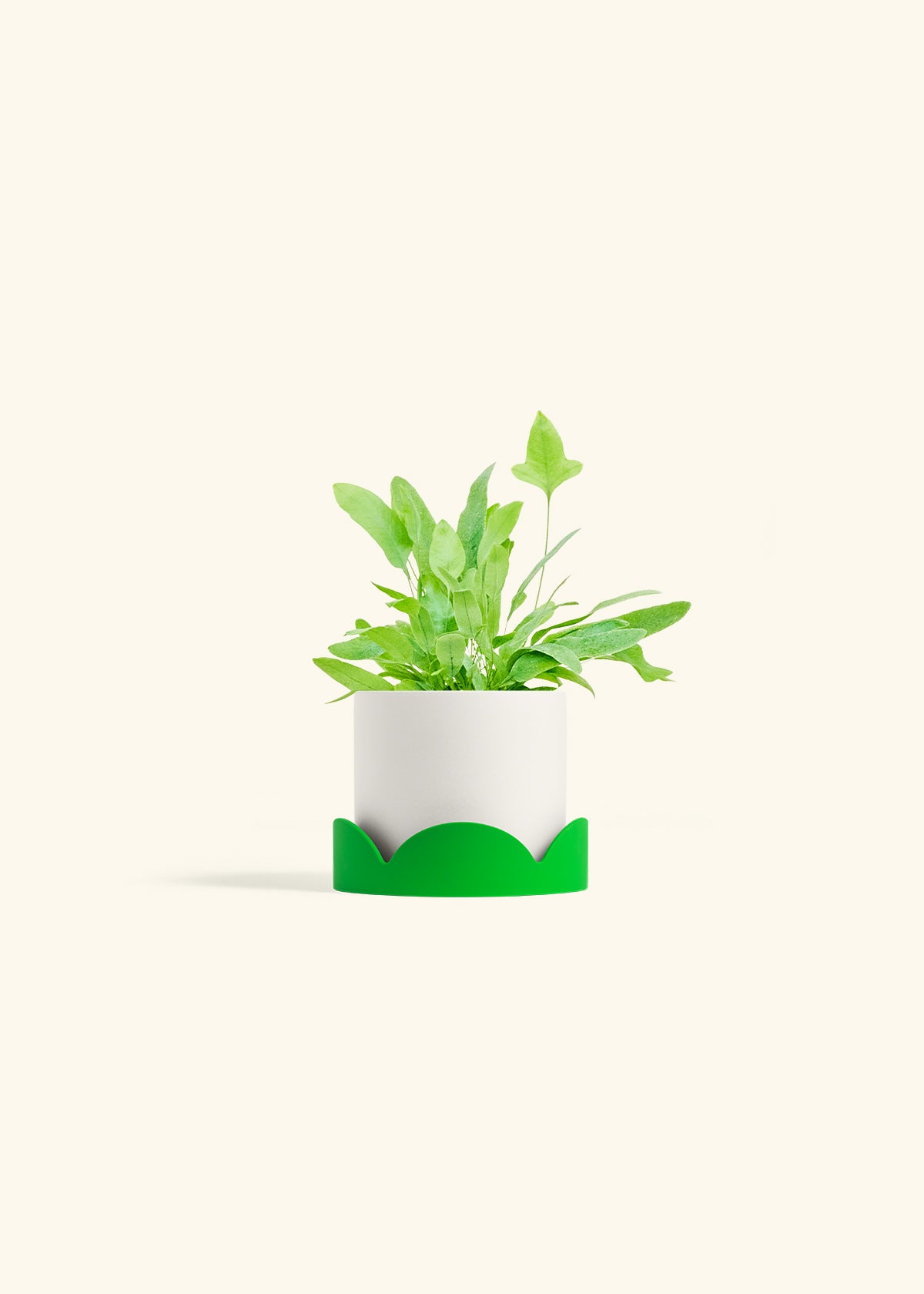 Blue Star Fern in a 4 inches White Classic Cylinder Planter in a Shamrock Petal Drip Tray