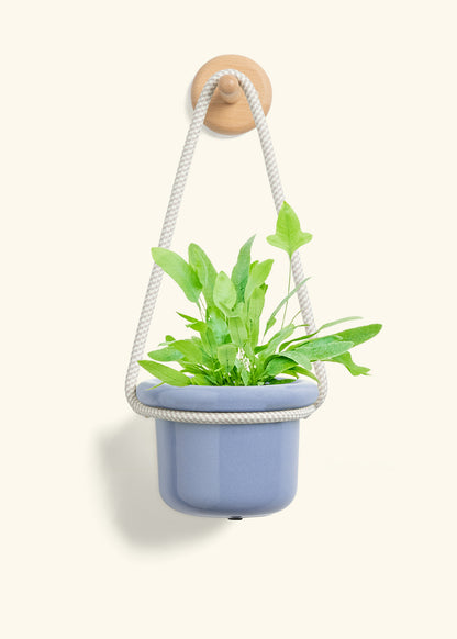 Blue Star Fern, Small