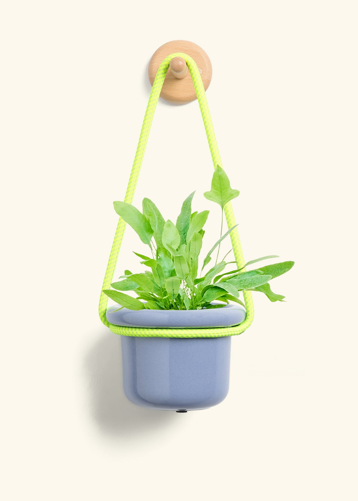 Blue Star Fern, Small