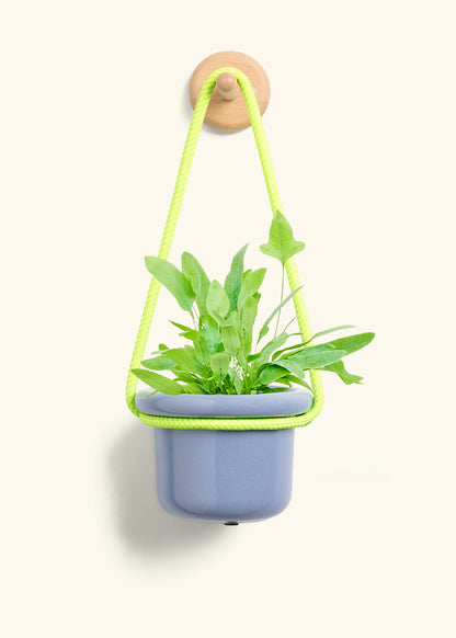 Blue Star Fern, Small