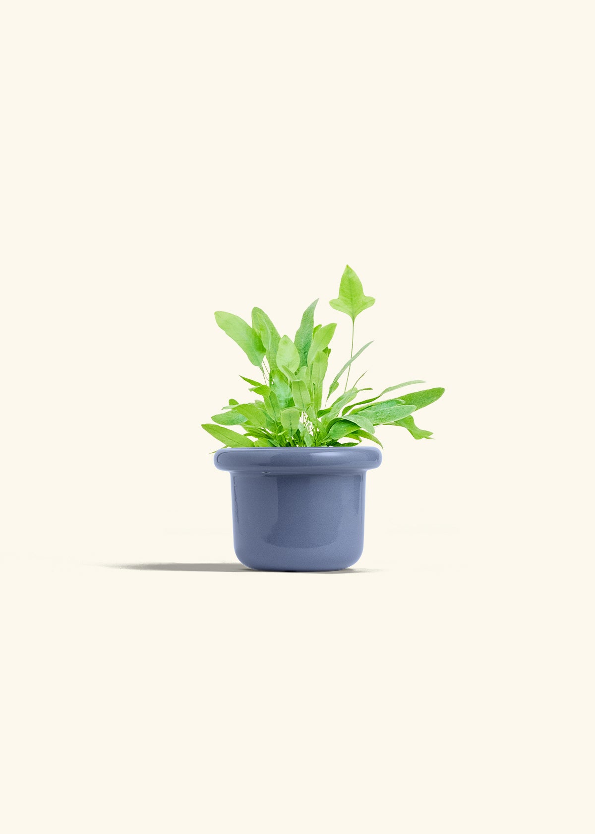 Blue Star Fern in a 4 inches Fat Lip Blue Planter 