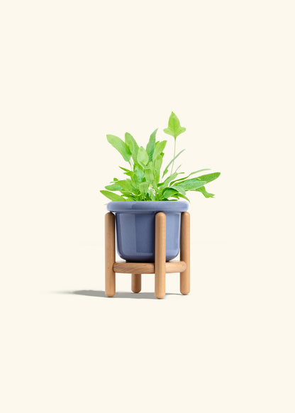 Blue Star Fern in a 4 inches Fat Lip Blue Planter in a Beech Wood Stand