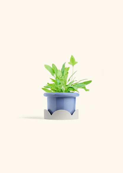Blue Star Fern in a 4 inches Fat Lip Blue Planter in a Oat Petal Drip Tray