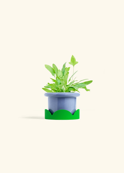 Blue Star Fern in a 4 inches Fat Lip Blue Planter in a Shamrock Petal Drip Tray