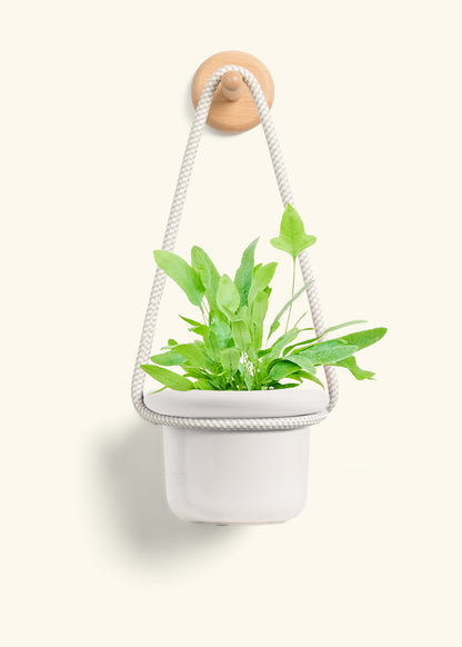 Blue Star Fern, Small