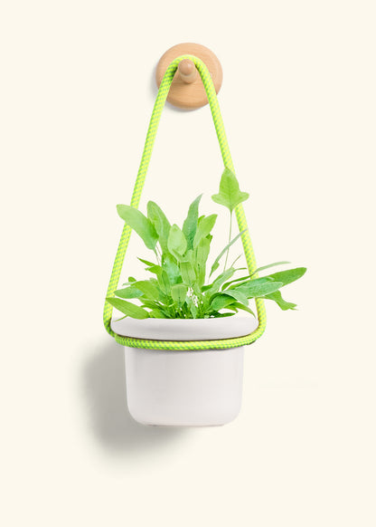 Blue Star Fern, Small