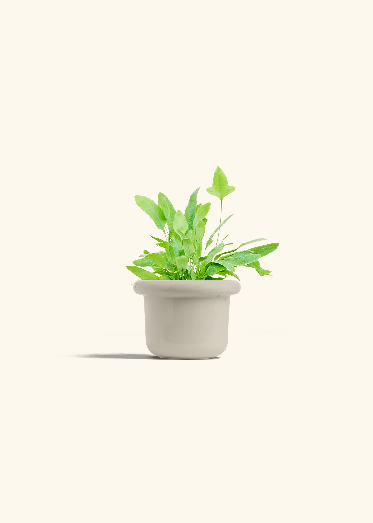 Blue Star Fern in a 4 inches Fat Lip Oat Planter 