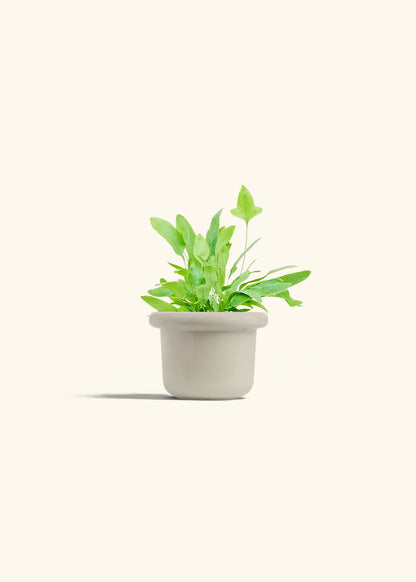 Blue Star Fern in a 4 inches Fat Lip Oat Planter 