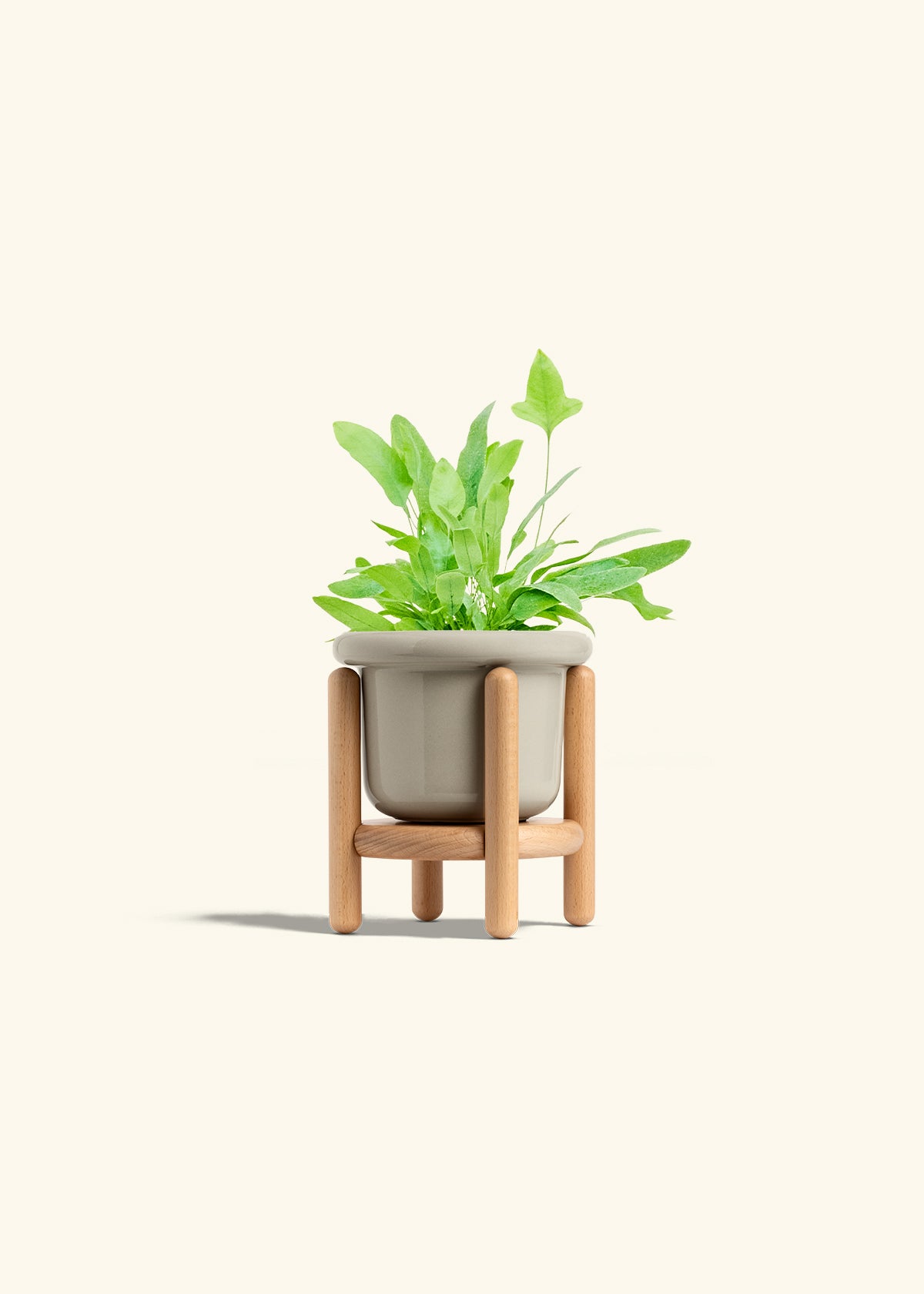 Blue Star Fern in a 4 inches Fat Lip Oat Planter in a Beech Wood Stand