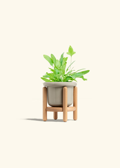 Blue Star Fern in a 4 inches Fat Lip Oat Planter in a Beech Wood Stand