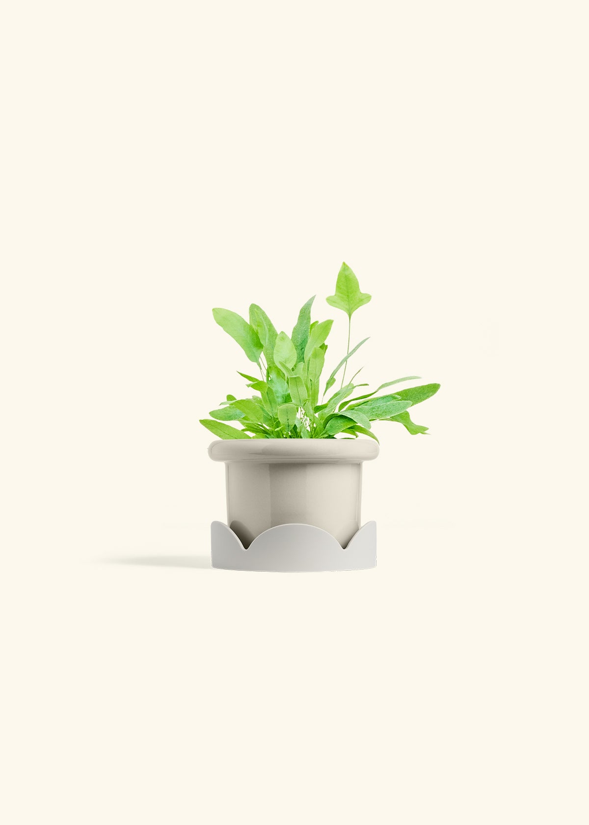 Blue Star Fern in a 4 inches Fat Lip Oat Planter in a Oat Petal Drip Tray