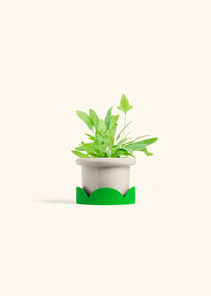 Blue Star Fern in a 4 inches Fat Lip Oat Planter in a Shamrock Petal Drip Tray