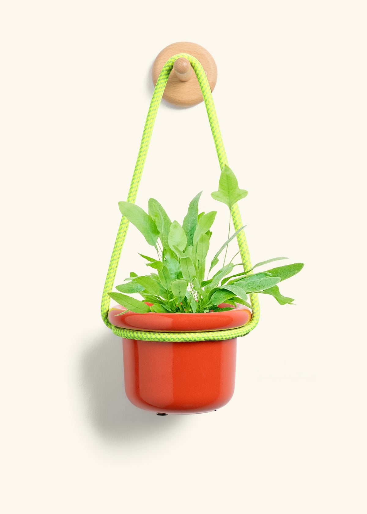 Blue Star Fern, Small