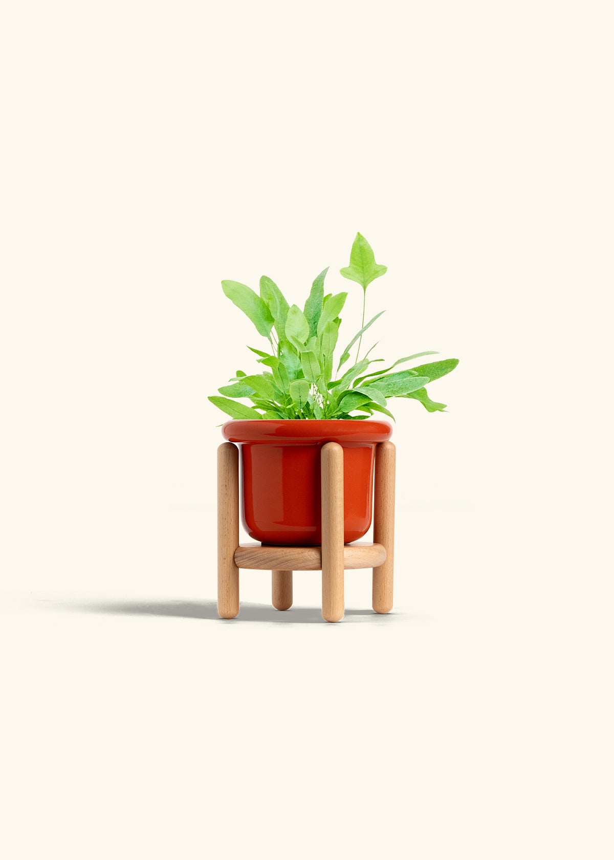 Blue Star Fern in a 4 inches Fat Lip Red Planter in a Beech Wood Stand