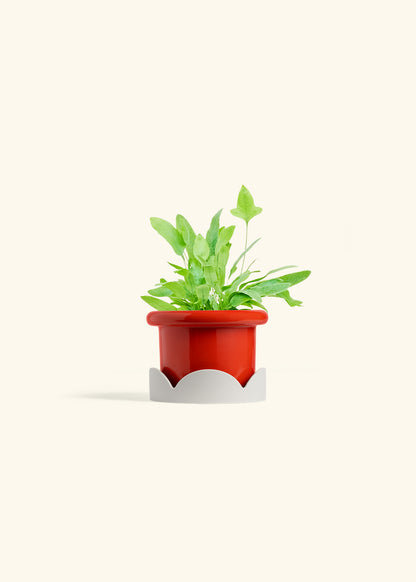 Blue Star Fern in a 4 inches Fat Lip Red Planter in a Oat Petal Drip Tray