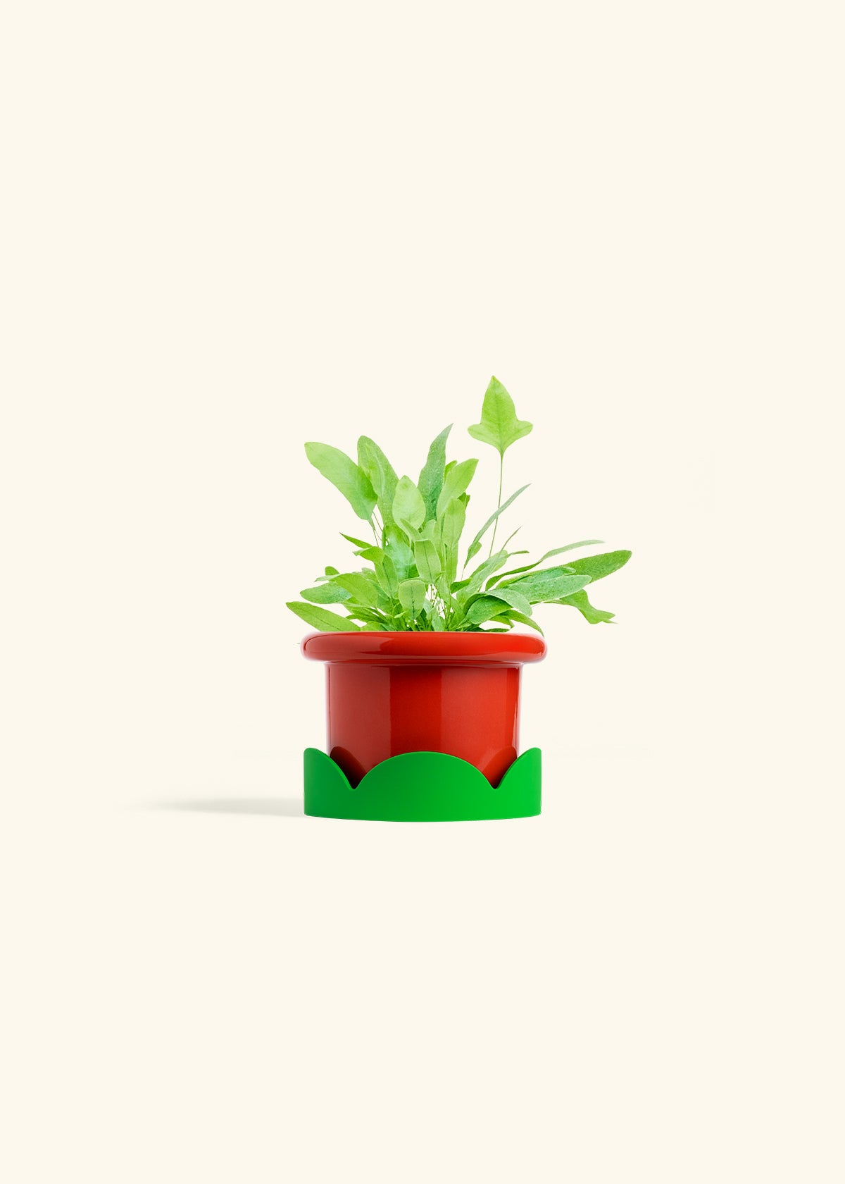 Blue Star Fern in a 4 inches Fat Lip Red Planter in a Shamrock Petal Drip Tray