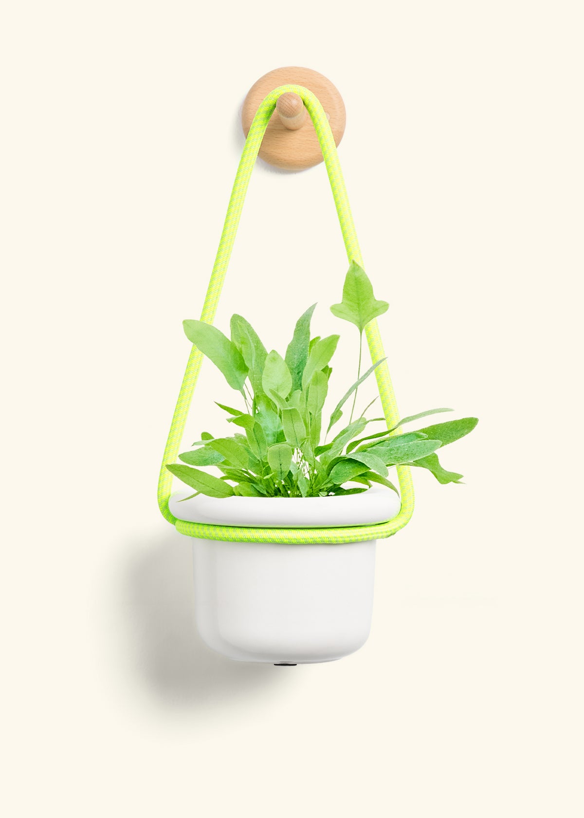 Blue Star Fern, Small
