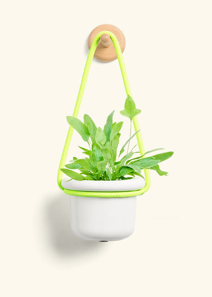 Blue Star Fern, Small