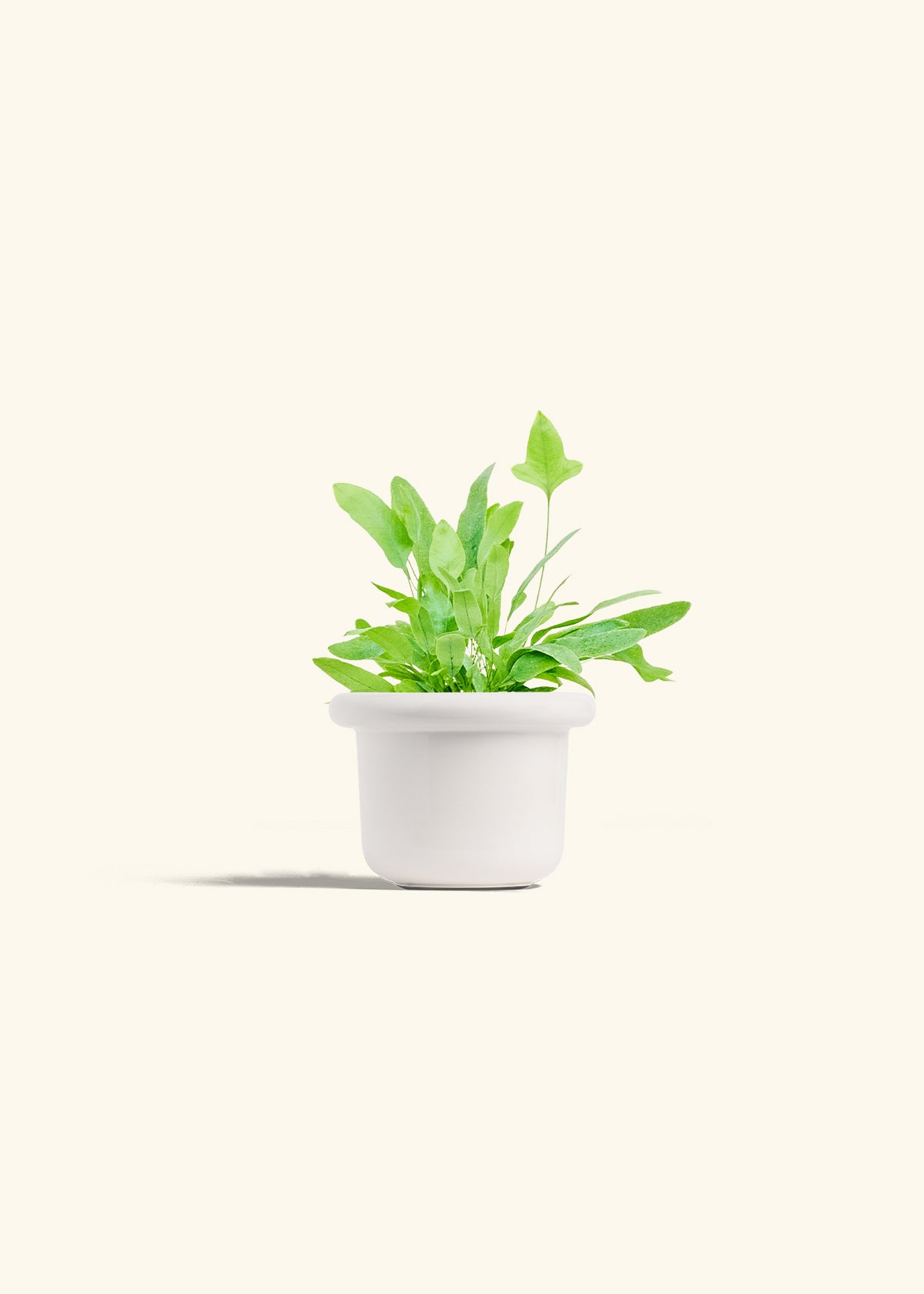 Blue Star Fern in a 4 inches Fat Lip White Planter 