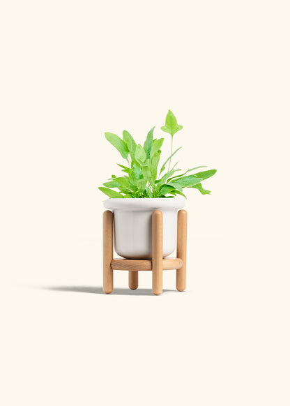 Blue Star Fern in a 4 inches Fat Lip White Planter in a Beech Wood Stand