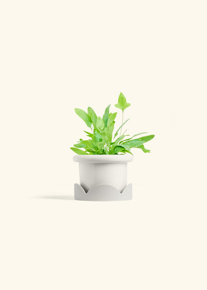 Blue Star Fern in a 4 inches Fat Lip White Planter in a Oat Petal Drip Tray