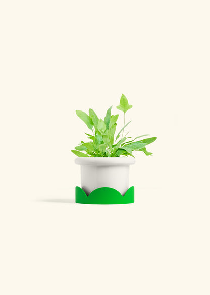 Blue Star Fern in a 4 inches Fat Lip White Planter in a Shamrock Petal Drip Tray