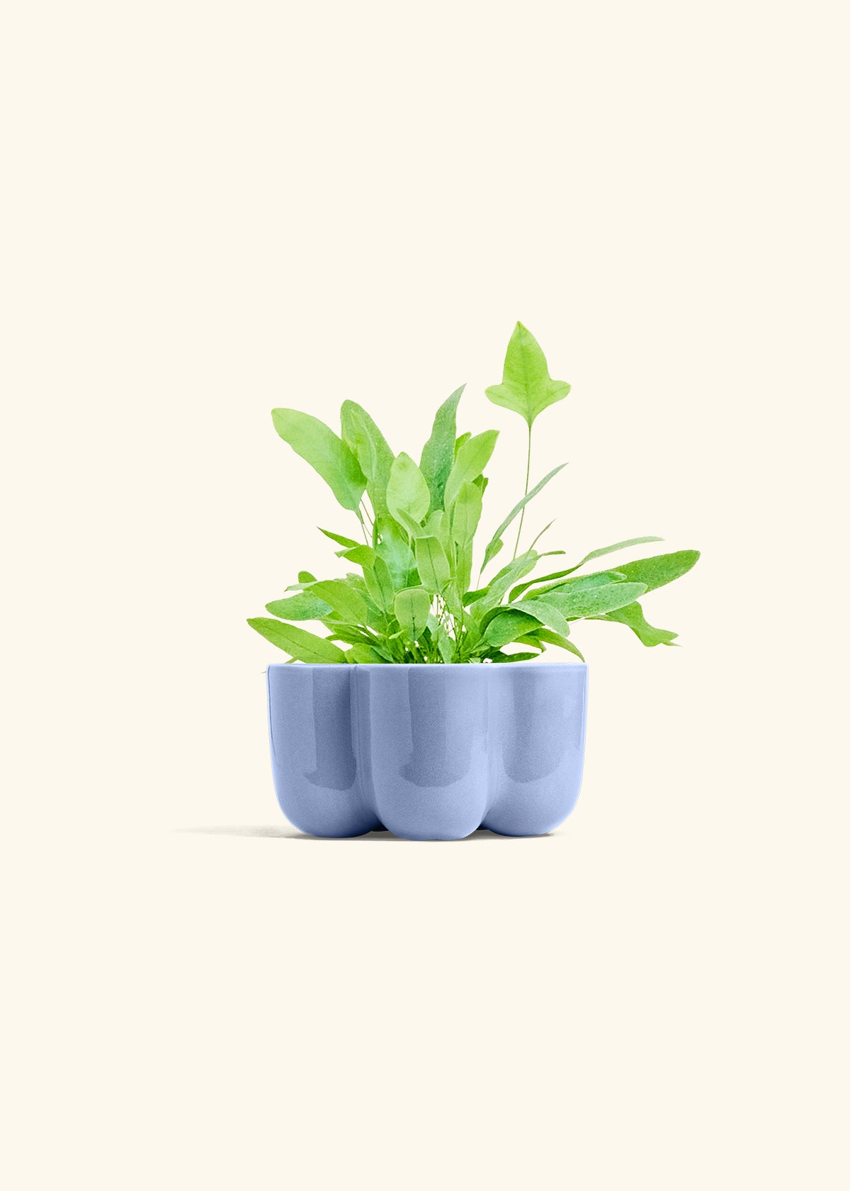 Blue Star Fern in a 4 inches in a Blue Petal Planter