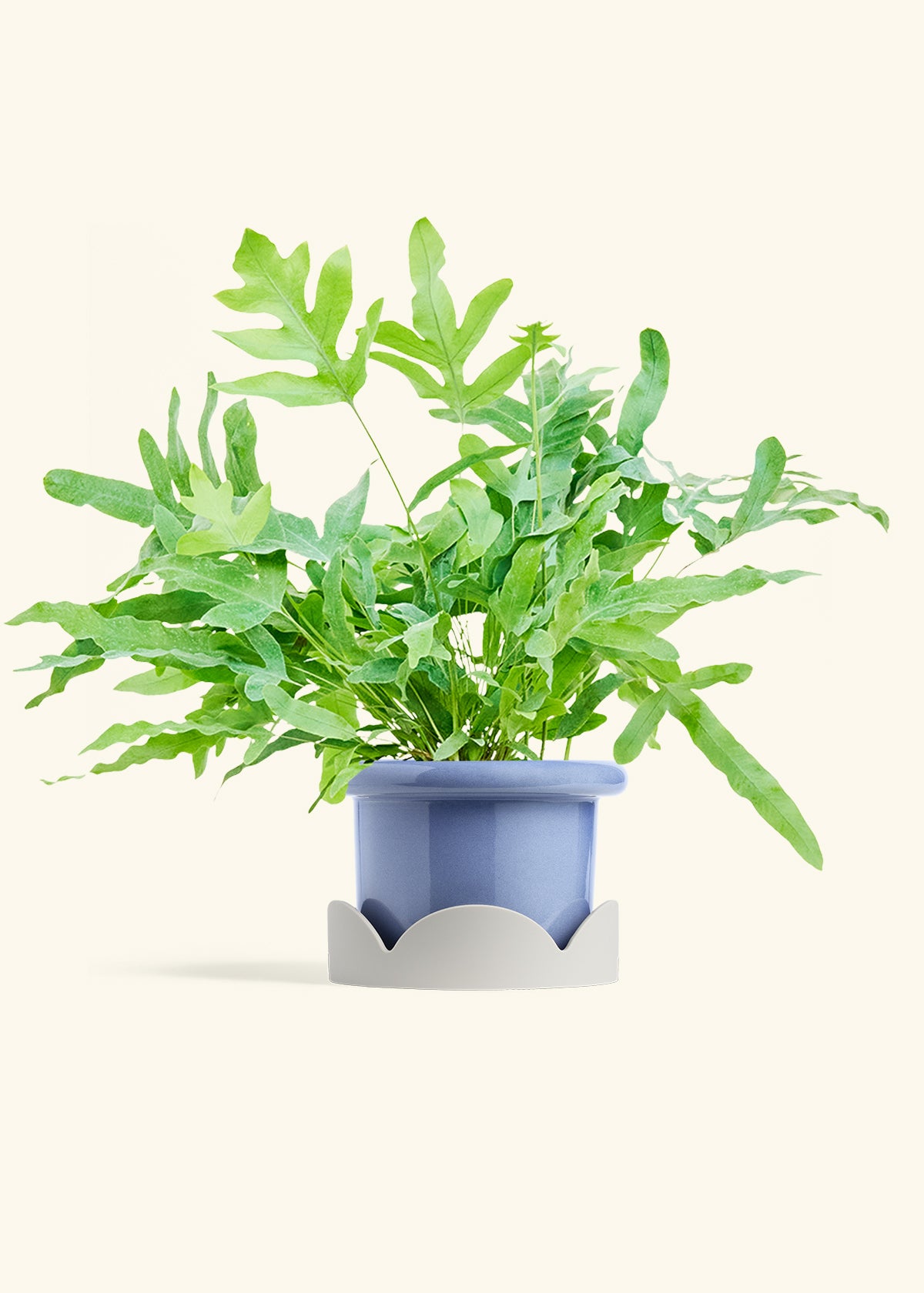 Blue Star Fern in a 6 inches Fat Lip Blue Planter in a Oat Petal Drip Tray