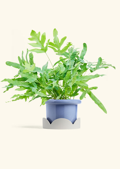 Blue Star Fern in a 6 inches Fat Lip Blue Planter in a Oat Petal Drip Tray