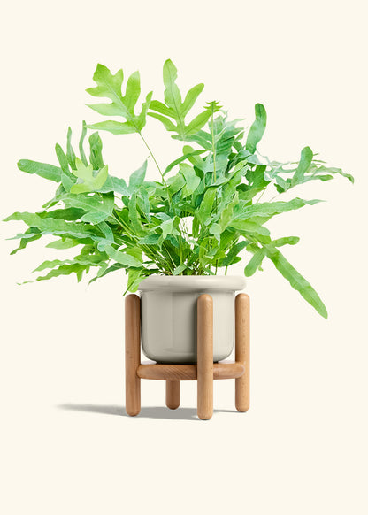 Blue Star Fern in a 6 inches Fat Lip Oat Planter in a Beech Wood Stand