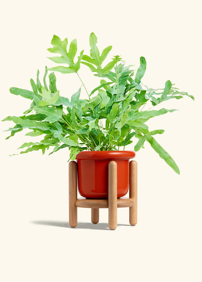 Blue Star Fern in a 6 inches Fat Lip Red Planter in a Beech Wood Stand