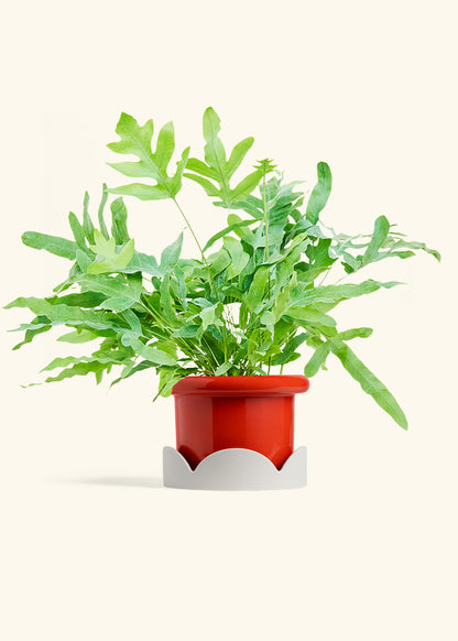 Blue Star Fern in a 6 inches Fat Lip Red Planter in a Oat Petal Drip Tray