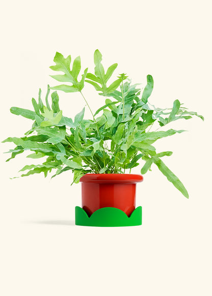 Blue Star Fern in a 6 inches Fat Lip Red Planter in a Shamrock Petal Drip Tray
