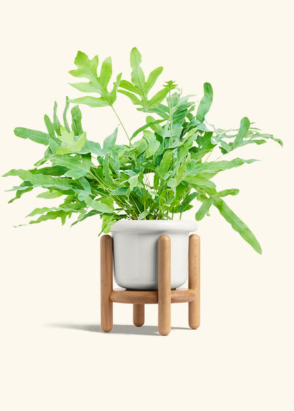 Blue Star Fern in a 6 inches Fat Lip White Planter in a Beech Wood Stand