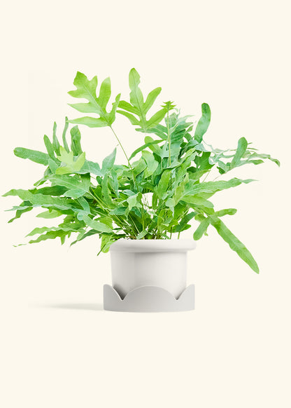 Blue Star Fern in a 6 inches Fat Lip White Planter in a Oat Petal Drip Tray