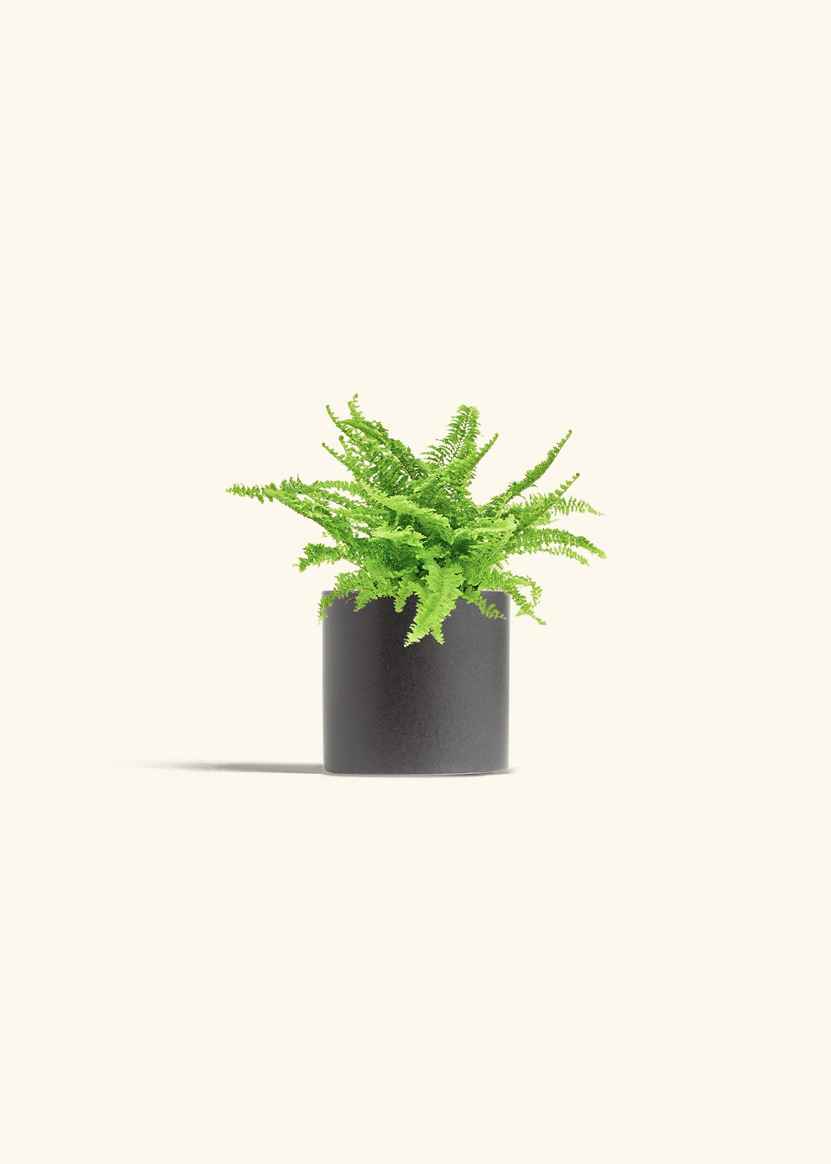 Boston Fern in a 4 inches Charcoal Classic Cylinder Planter 